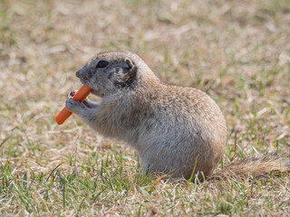 Prairie dog on grass field eating carrots