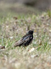 Starling on a grass field. Side portrait