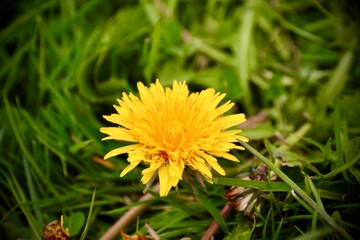 Plants, Trees, Flora, Foliage, Botanical, Garden, Forest, Woodland, Leaves, Branches, Greenery, Vegetation, Botany, Tropical, Evergreen, Deciduous, Landscaping, Arboretum, Grove, Orchard