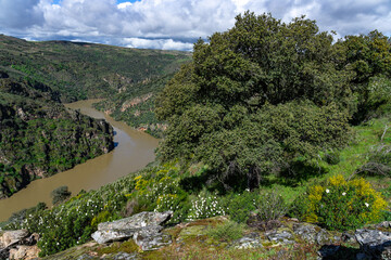 Meander of the duero river in the natural park of arribes del duero, Pinilla de Fermoselle, Zamora, Spain. - obrazy, fototapety, plakaty