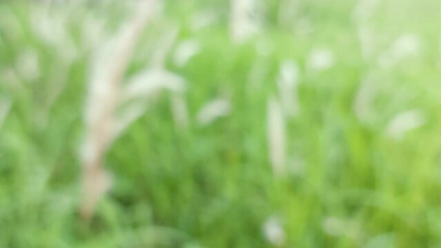 Blurred green grass and defocused effect background