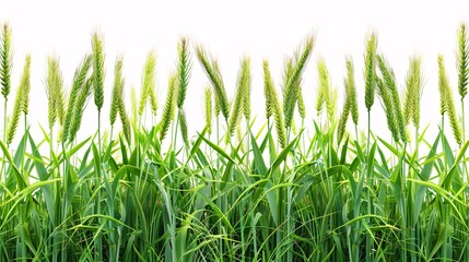 Obraz premium A field of green grass with a white background