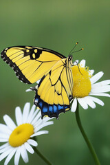 Fototapeta premium butterfly on flower