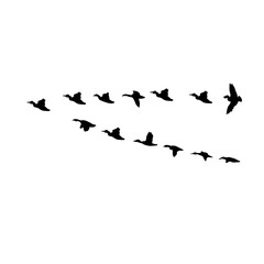 flying birds silhouette
