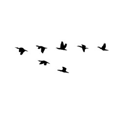 flying birds silhouette