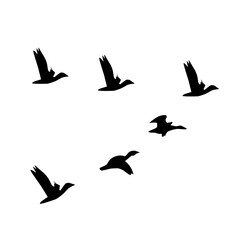 flying birds silhouette