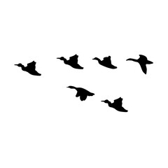 flying birds silhouette