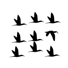 flying birds silhouette