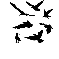flying birds silhouette