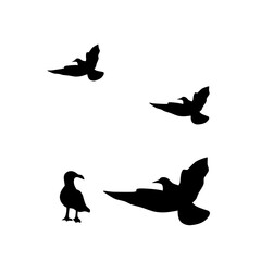 flying birds silhouette