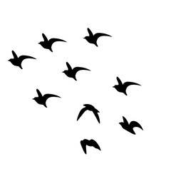flying birds silhouette