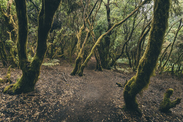 Lush laurisilva forest "La Llania". El Hierro. Canary Islands