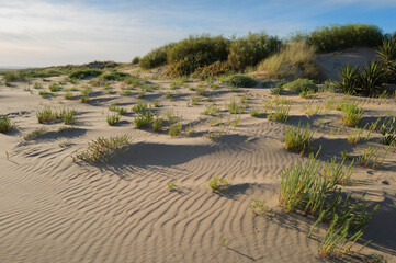 Dunas de la playa de Isla Canela