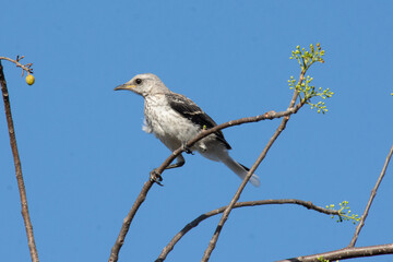 Baby cenzontle standing on a brach