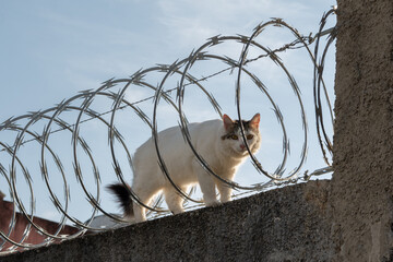 White cat walking through barbed wire
