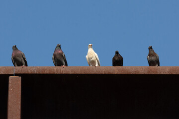 Four pigeons standing on a roof looking down