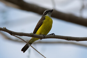 Beautiful xtakay bird standing looking somewhere