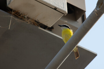 Xtakay bird taking care of his nest house