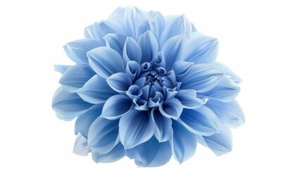 A beautiful light blue dahlia flower is isolated on a white background. Big and shaggy appearance for design.