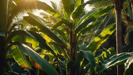 Banana tree