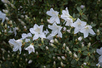 White azalea flowers with water drops after rain.