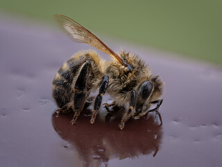 A dead cold and wet bee on the windowsill.