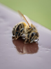 A dead cold and wet bee on the windowsill.