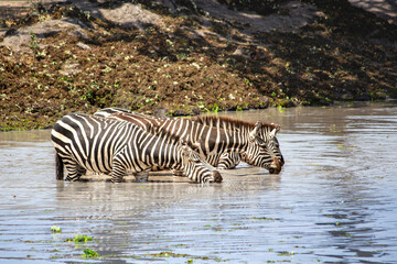 Three plains zebra drinking water while standing in a watering hole in Tarangire national park ,...