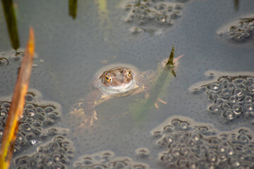 Ein Frosch im Wasser