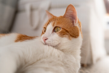 close up. brown and white cat with yellow eyes 