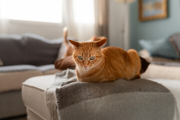 brown tabby cat with green eyes lying on a gray sofa in the living room