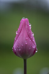 Pink tulip with water drops after rain.