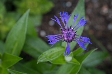 Blue cornflower flower top view.