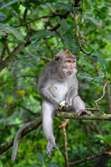 Long Tailed Macaque - sitting in tree, holding food and facing right away from camera. Crab Eating Macaque in Ubud Sacred Monkey Forest, Bali (Macaca fascicularis, cynomolgus monkey)