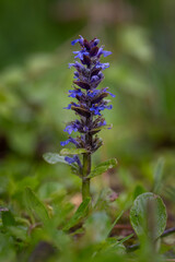 Flowering runner creeping in the grass.