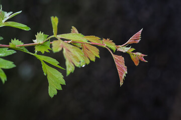 Drops of water on a leaf of ornamental hawthorn.
