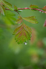 Drops of water on a leaf of ornamental hawthorn.