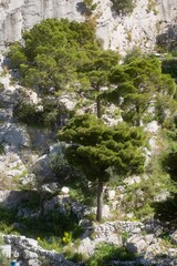 Felsen und B&auml;ume