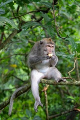 Long Tailed Macaque - sitting and eating in tree, facing away from camera. Crab Eating Macaque in Ubud Sacred Monkey Forest, Bali (Macaca fascicularis, cynomolgus monkey)