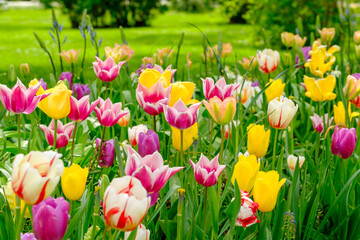 Buntes Tulpenbeet auf der Landesgartenschau Bad Dürrenberg 2024