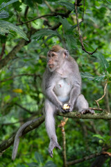 Long Tailed Macaque - sitting in tree, holding food and facing left away from camera. Crab Eating Macaque in Ubud Sacred Monkey Forest, Bali (Macaca fascicularis, cynomolgus monkey)