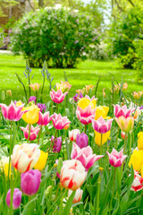Buntes Tulpenbeet auf der Landesgartenschau Bad Dürrenberg 2024