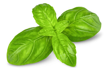 Basil. Fresh green basil leaves. Basil plant. Herbs and spice. Aromatic green leaves. Herbal for cooking salad with vegetables. Farm agriculture. Natural raw health vegetarian food