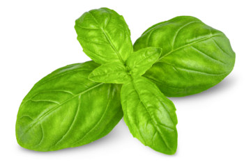 Basil. Fresh green basil leaves. Basil plant. Herbs and spice. Aromatic green leaves. Herbal for cooking salad with vegetables. Farm agriculture. Natural raw health vegetarian food