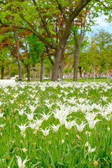 Tulipa White Triumphator Lilienblütige Tulpa