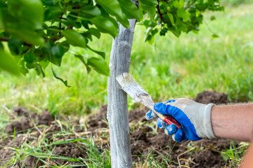 A man whitewashes the trunk of a young fruit tree to protect the bark from pests and sunburn - obrazy, fototapety, plakaty