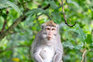 Long Tailed Macaque - portrait sitting in tree, facing camera but eyes looking to the side off camera. Crab Eating Macaque in Ubud Sacred Monkey Forest, Bali (Macaca fascicularis, cynomolgus monkey)