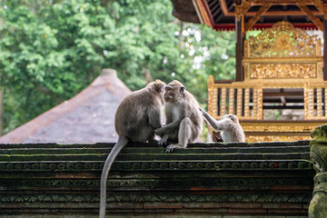 Long Tailed Macaque - 3 monkeys sitting on wall in front of temple structure. Crab Eating Macaque in Ubud Sacred Monkey Forest, Bali (Macaca fascicularis, cynomolgus monkey)