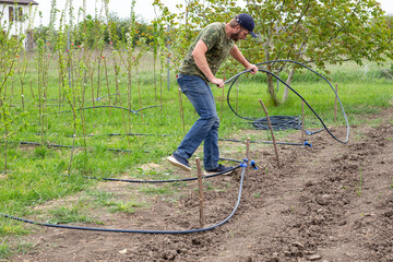A man lays a plastic pipe to supply water to a drip irrigation system, installing automatic drip...