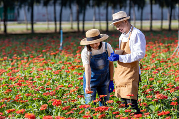 Team of Asian farmer and florist is working in the farm while cutting red zinnia flower using secateurs for cut flower business for deadheading, cultivation and harvest season - obrazy, fototapety, plakaty